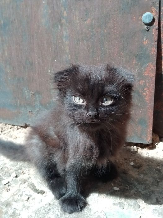 Вислоухие пушистые котята