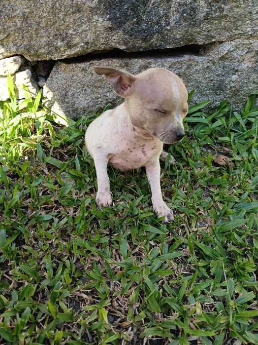Chihuahua miniatura vacinado