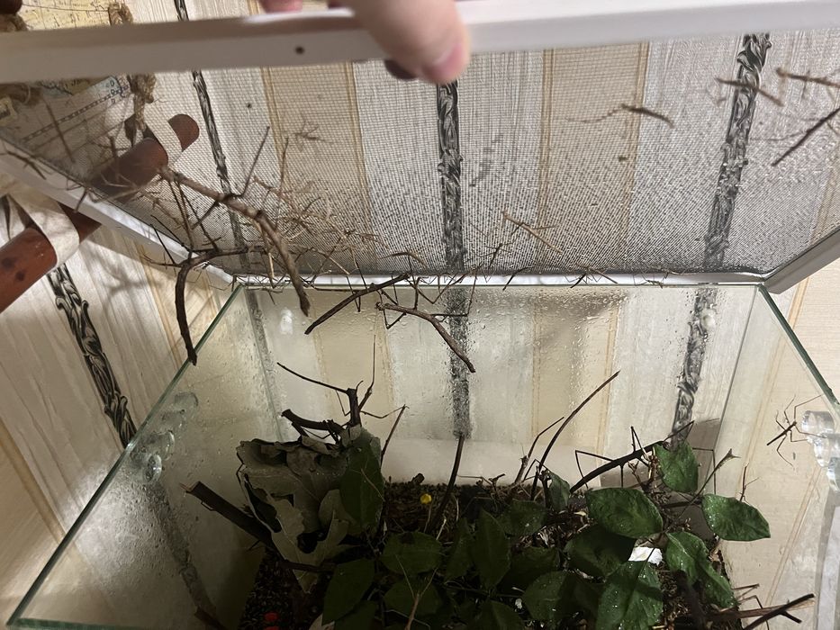 Палочники Анамські