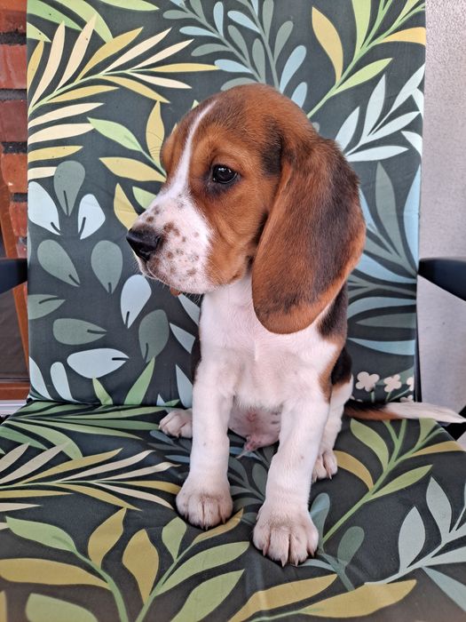 Beagle szczeniak piesek
