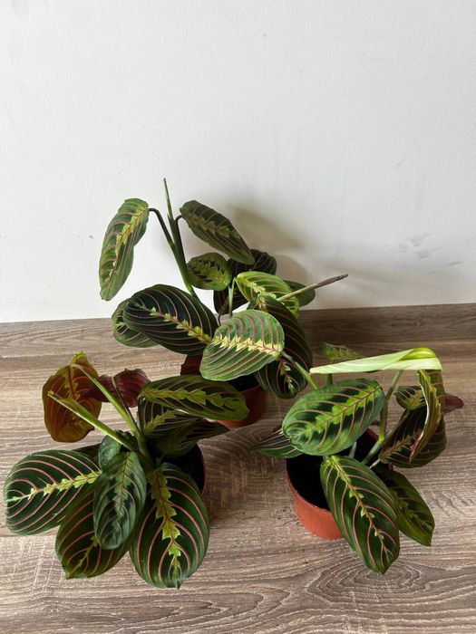 аспарагус драцена спатифіллум сингоніум епіпрнмніум