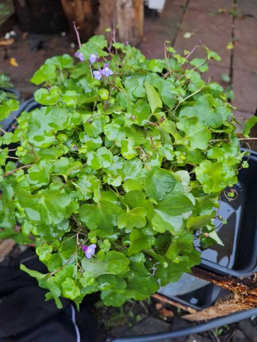 Міні орхідейка, холодностійка