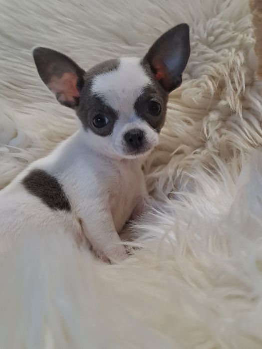 **CARMEN**chihuahua sunia xs biało niebieska zarezerwowana