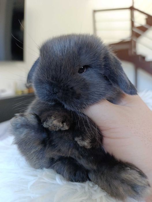 Mini lop karzełek Teddy hodowla zarejestrowana