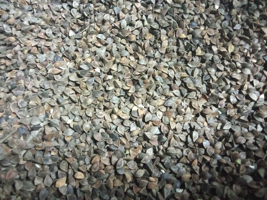 Gryka sprzedam zbiór 2025