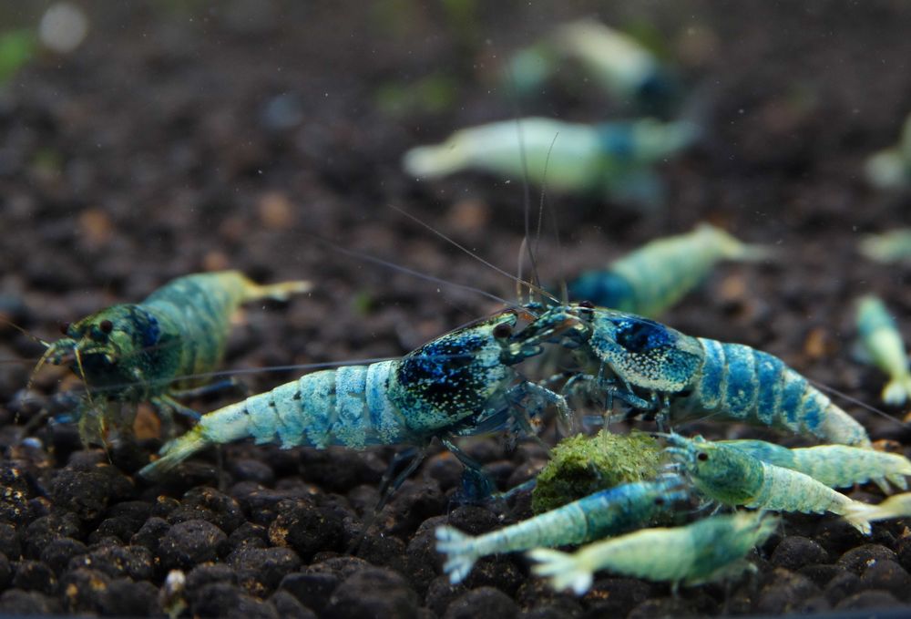 Krewetki Caridina Mix Kolorów Piękne ZAMIANA GRATIS Ekipa Sprzątająca