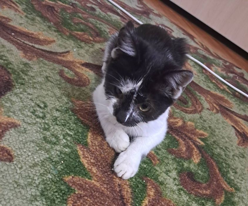 Котики в хороші руки