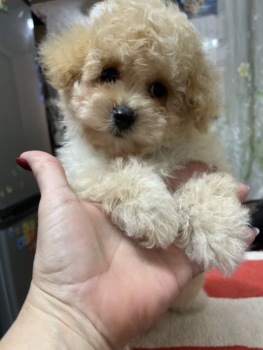 Щенки Мальтипу F1