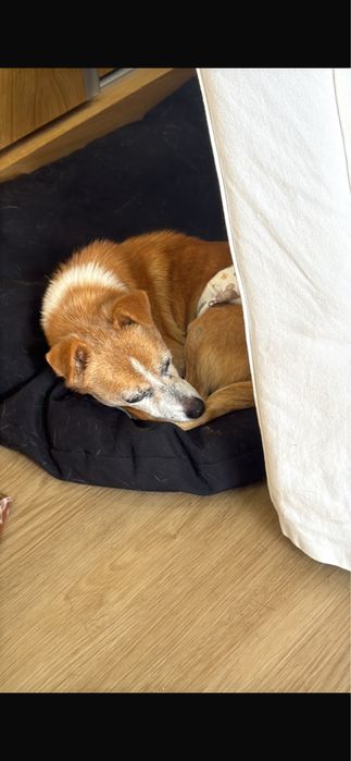 Cão para adoção responsável