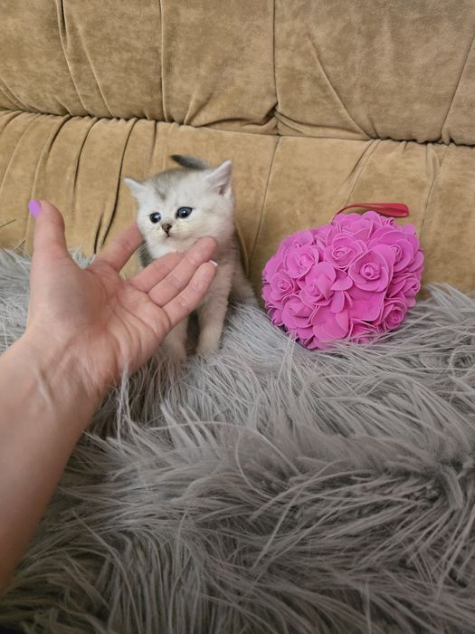 Кошенята шотландці
