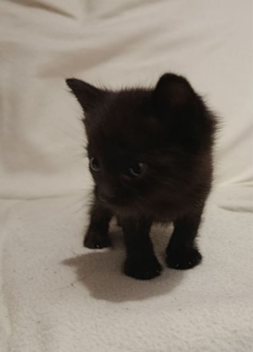 маленьке кошеня