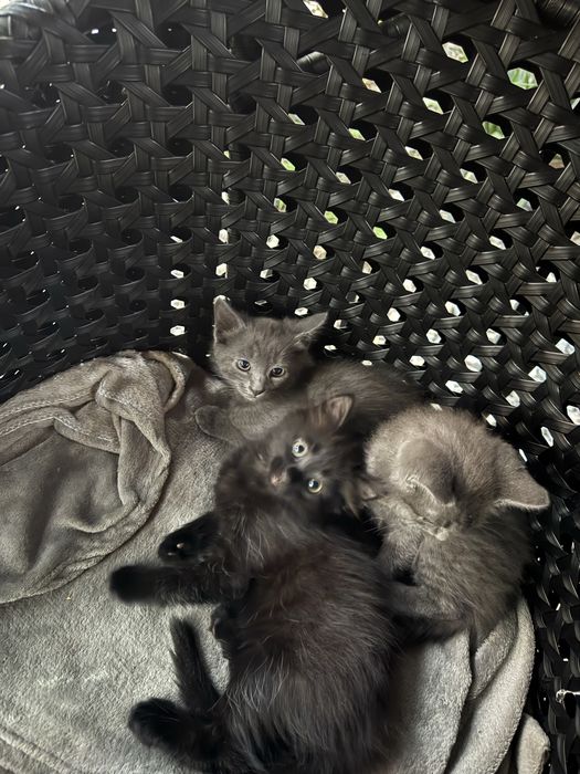 Віддам в добрі руки кошенят