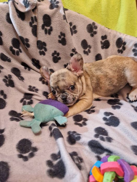 Французький бульдог