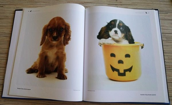 Album Psy, Szczeniaki Praca zbiorowa