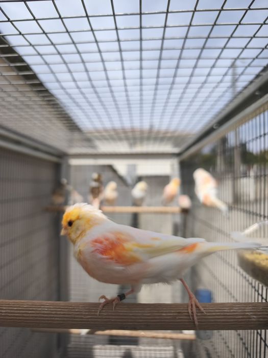 Caturras 2025 e canários 2025