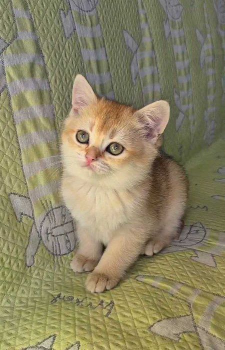 Шотландские котята (ЗОЛОТАЯ ШИНШИЛЛА)