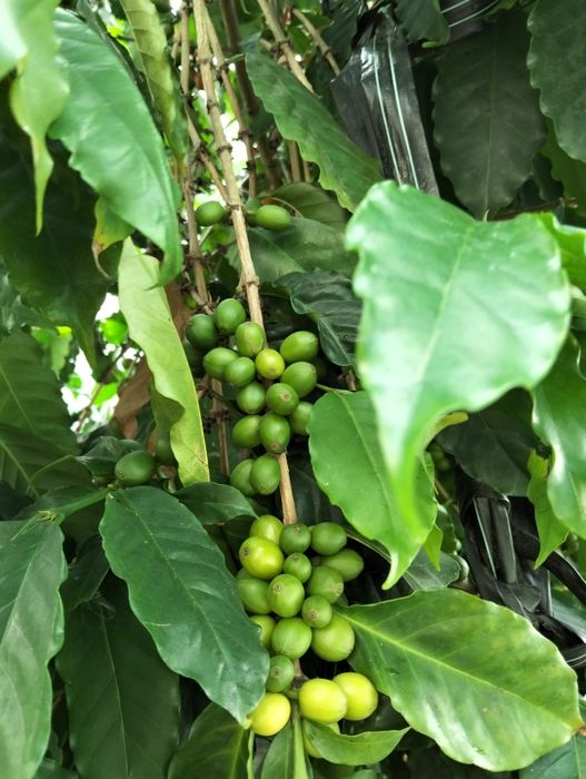 Plantas de café lllllllllll