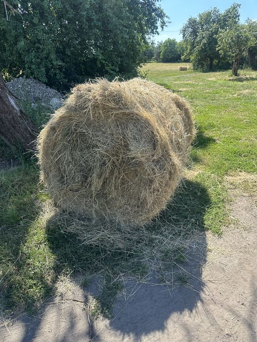 Sprzedam siano z tego roku