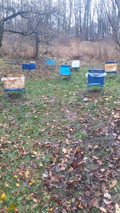 Підставки під вулики