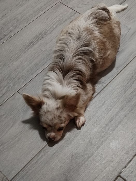 Macho Chihuahua chocolate e branco  pêlo comprido