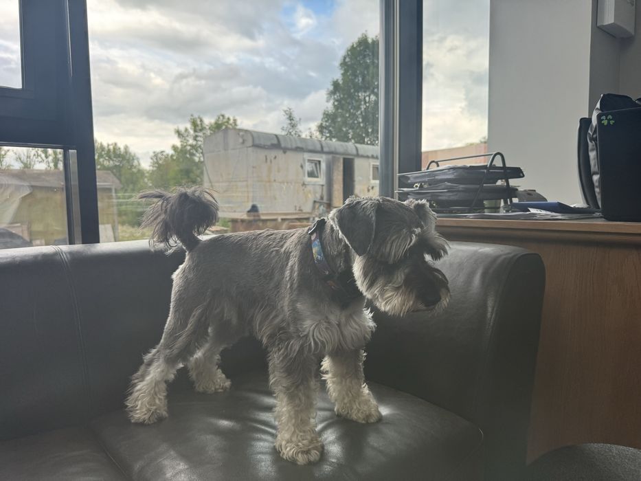 Злучка (вязка). Молодий, красивий, розумний цвергшнауцер.