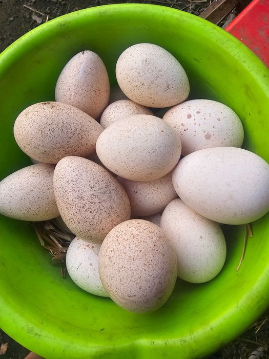 Sprzedam jajka indycze