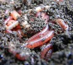 Dżdżownice Kalifornijskie Czerwone Robaki Glizdy Przynęta Wędkarska