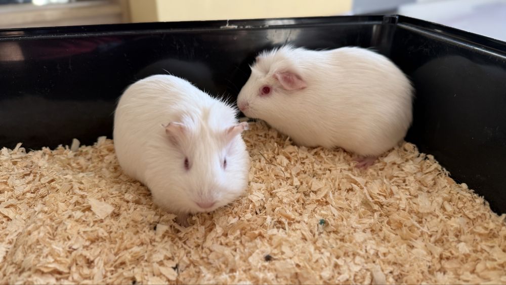 2 Świnki Morskie z klatka i akcesoriami