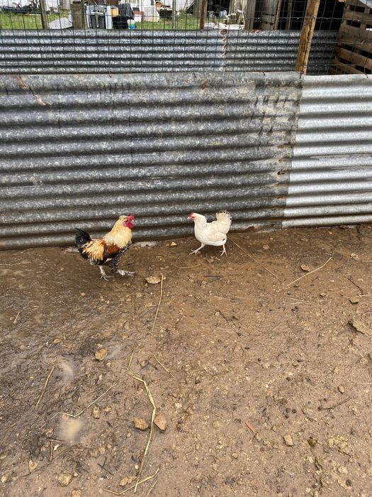 Galinha raça pequena e um casal