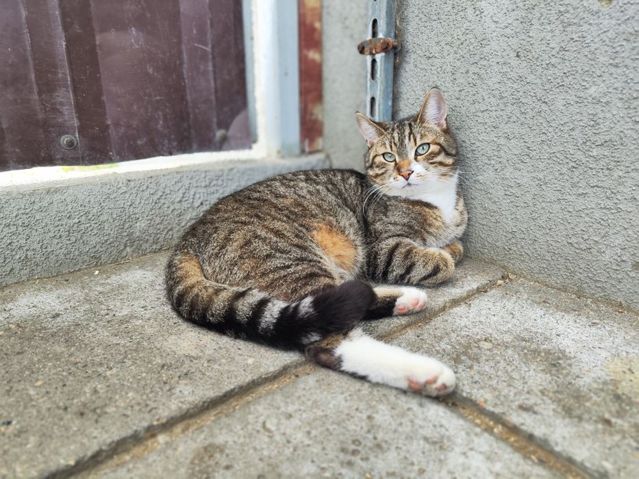 Piękny kocurek poleca się do adopcji