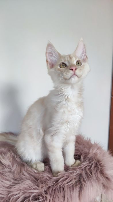 Maine Coon kocur fpl - odbiór po 15.05