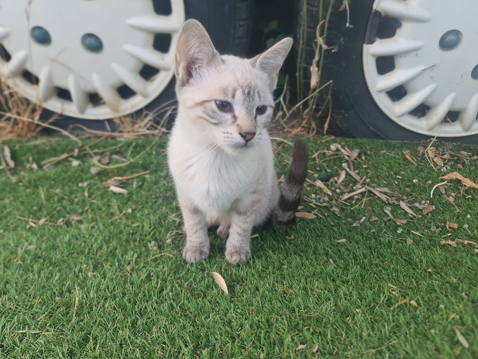 Gatinhas para adoção responsável