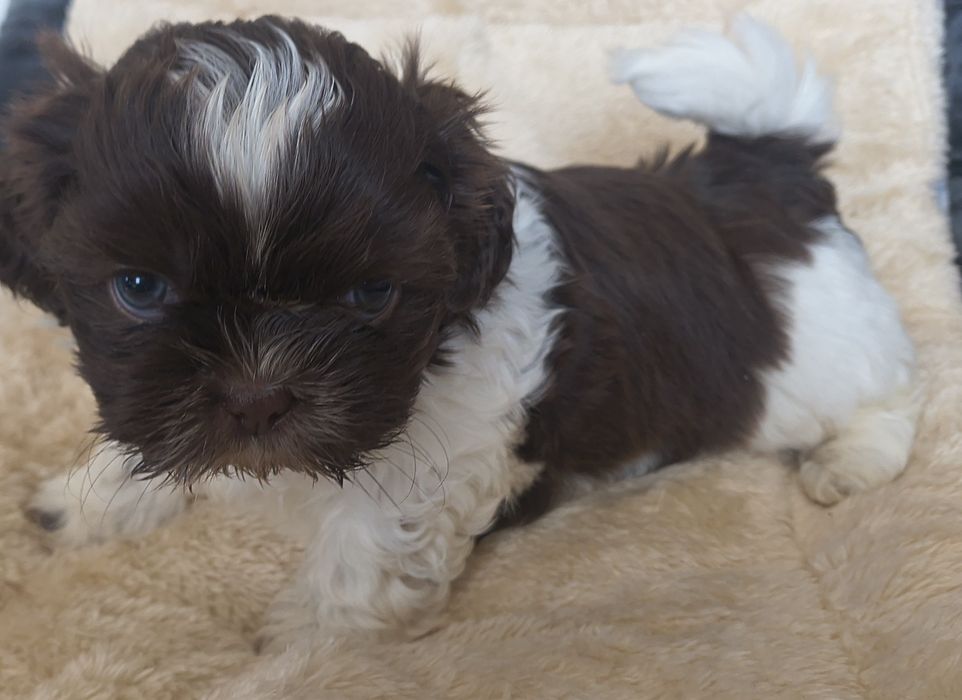 Chłopiec shihtzu z rodowodem