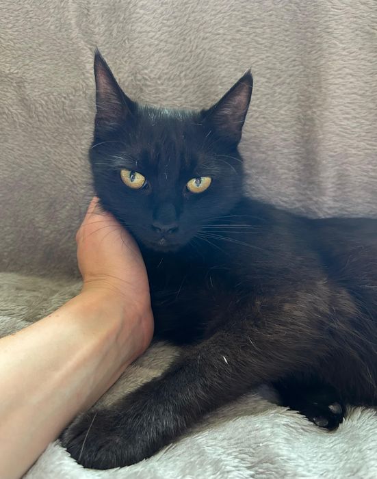 Przepiękna czarna koteczka do adopcji