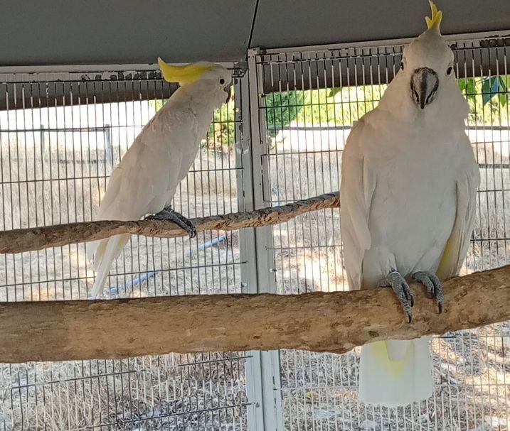 Casal catatuas grandes Eleonoras