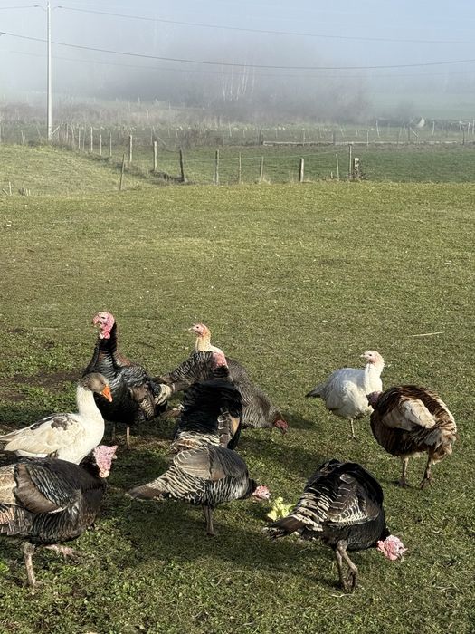 Perus machas adultos