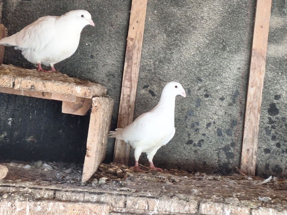 Białe gołębie pocztowe
