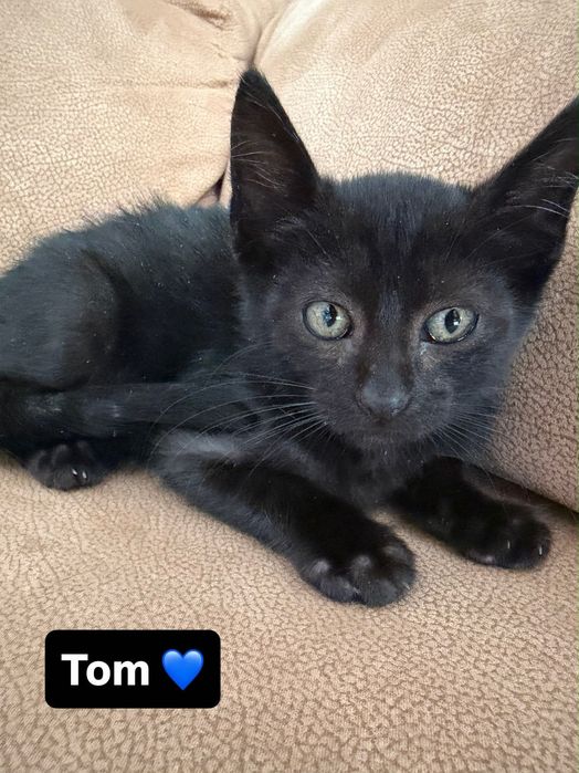 Gatinhos para adoção responsável - 1 macho e 1 fêmea - 2 meses