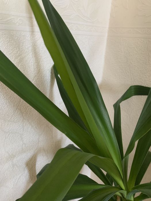 Вазон пальма Юка