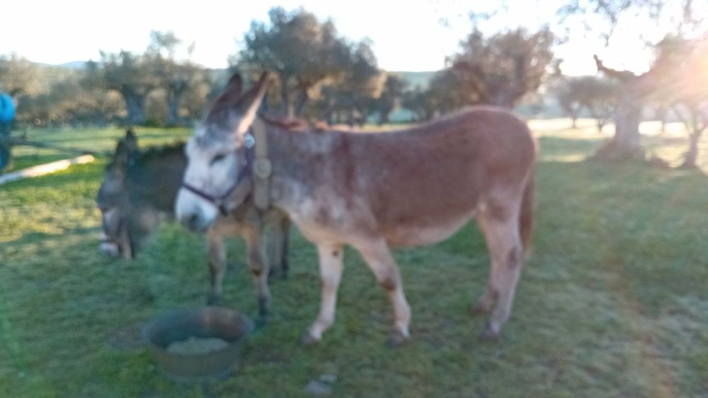 Vendo Casal de burros
