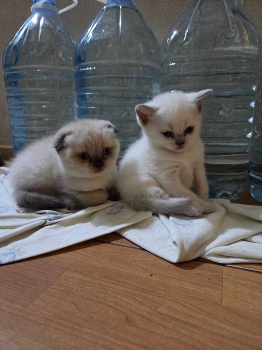 Милые умные сестрички ищут хозяев