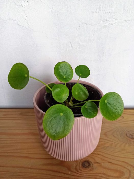 Roślina doniczkowa Pieniążek, Pilea, piękny!