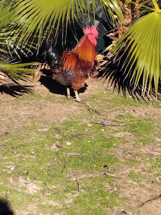 Galos caseiros 45 euros