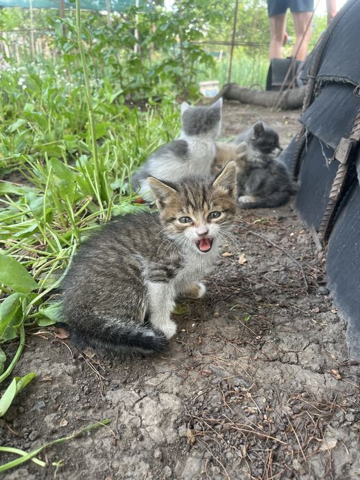 Кошенята котята 1,5 місяця (безкоштовно)