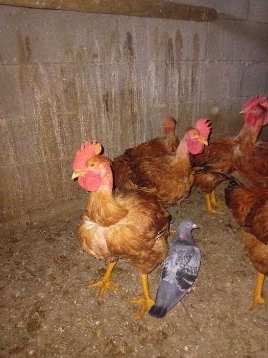 Vendo galos  vermelhos