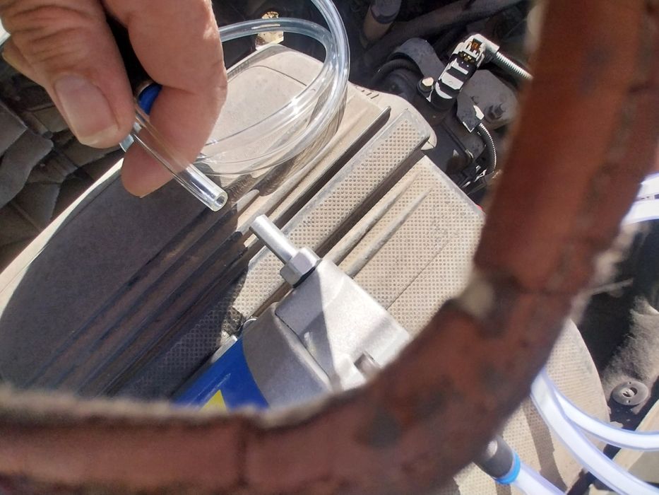 Coelhos anoes himalaias