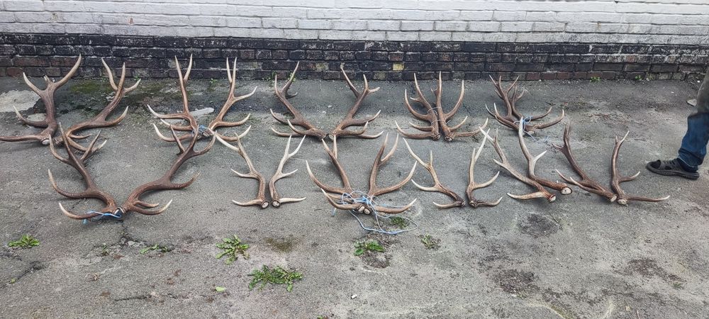 Рогі ,рога Оленя
