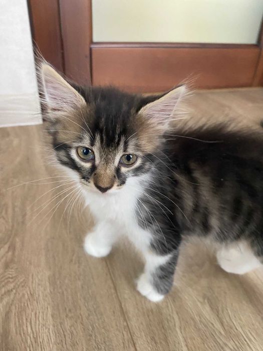 Домашні Кошенята в добрі руки