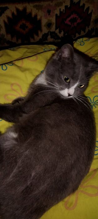 Отдам даром в добрые руки серо-белую кошечку