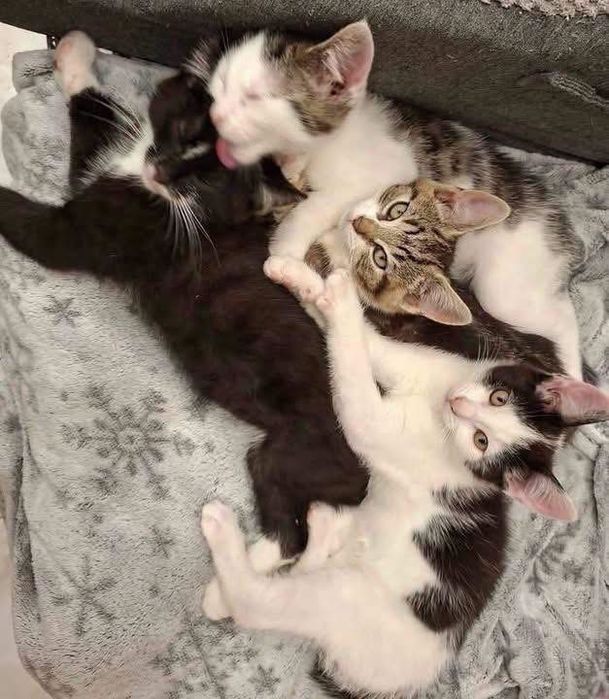 7 małych kotków do adopcji